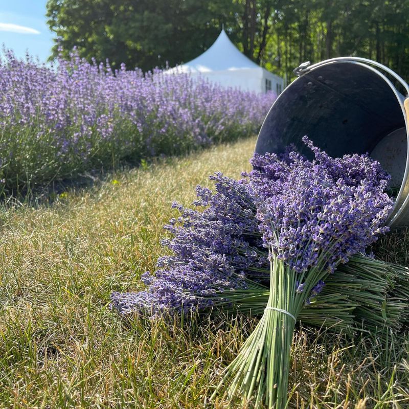 Les Jardins Arômes et Saveurs