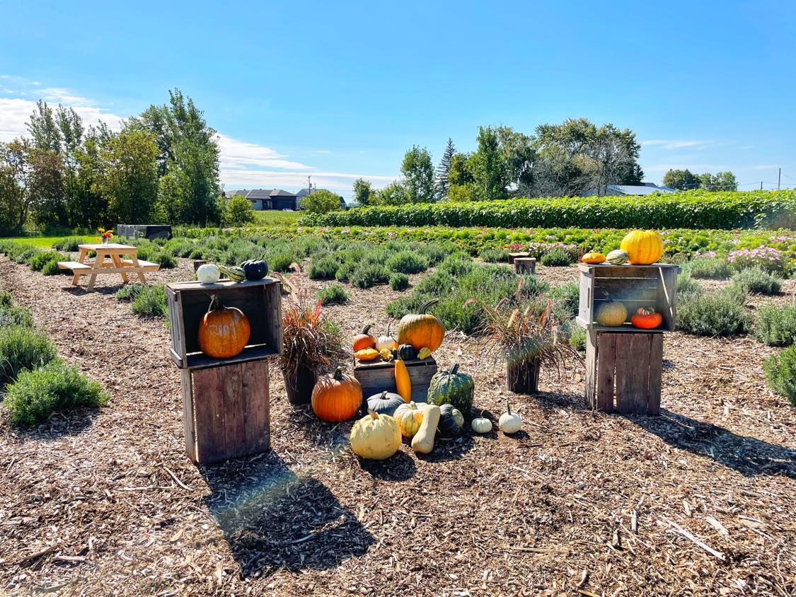 Autocueillette de courges et citrouilles chez Citrouilles et Cie