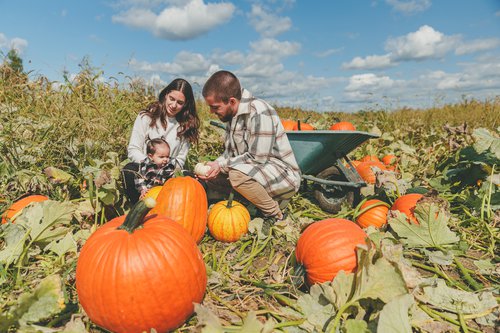 Auto-cueillette de courges et citrouilles – Ferme Cormier